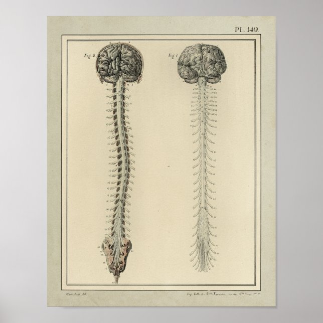 Impresión de anatomía de la médula espinal del cer (Frente)