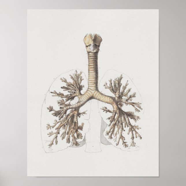 Impresión de anatomía de la vena de Bronchi en los (Frente)