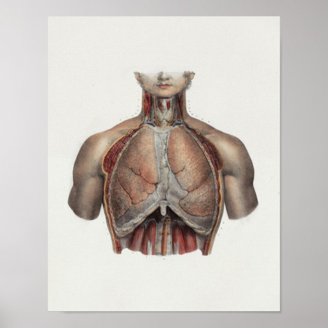 Impresión de anatomía de la vena del pecho de 1867 (Frente)