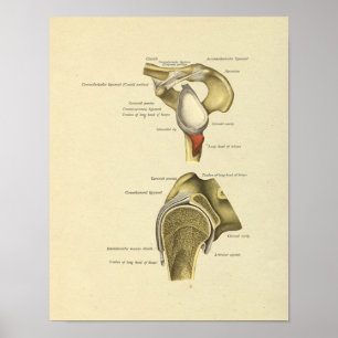 Impresión de anatomía de ligaments de unión de hom