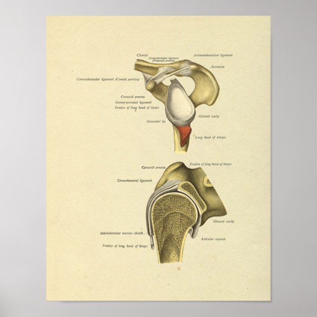 Impresión de anatomía de ligaments de unión de hom (Frente)