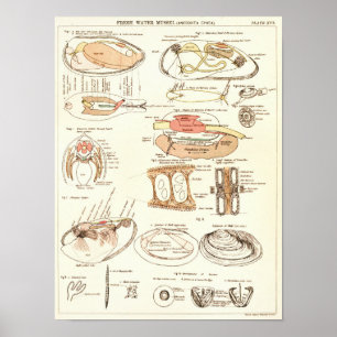 Impresión de anatomía de mejillón de agua dulce Vi