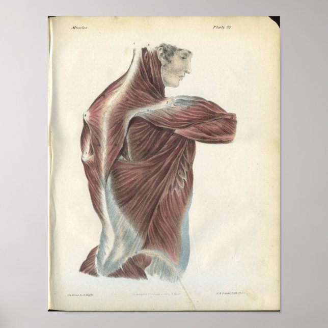 Impresión de anatomía de músculos de espalda y hom (Frente)