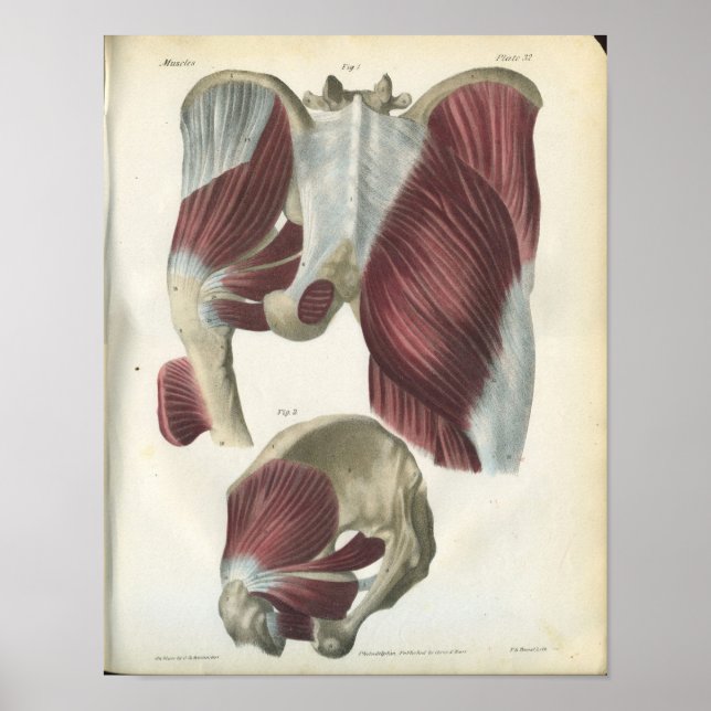 Impresión de anatomía de músculos pélvicos y de ca (Frente)