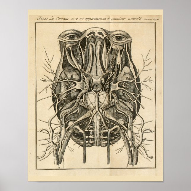 Impresión de anatomía de nervios craneales cerebra (Frente)