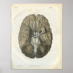 Impresión de anatomía de nervios craneales del cer