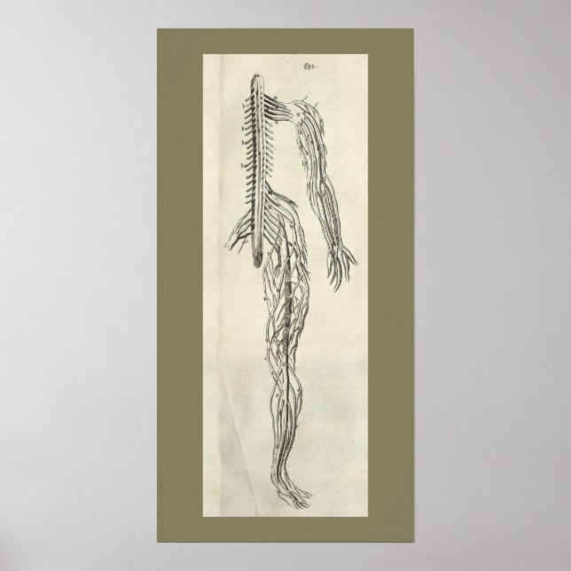 Impresión de anatomía de nervios de vintage 1686 (Frente)