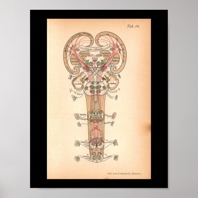 Impresión de anatomía de nervios espinales de 1901 (Frente)