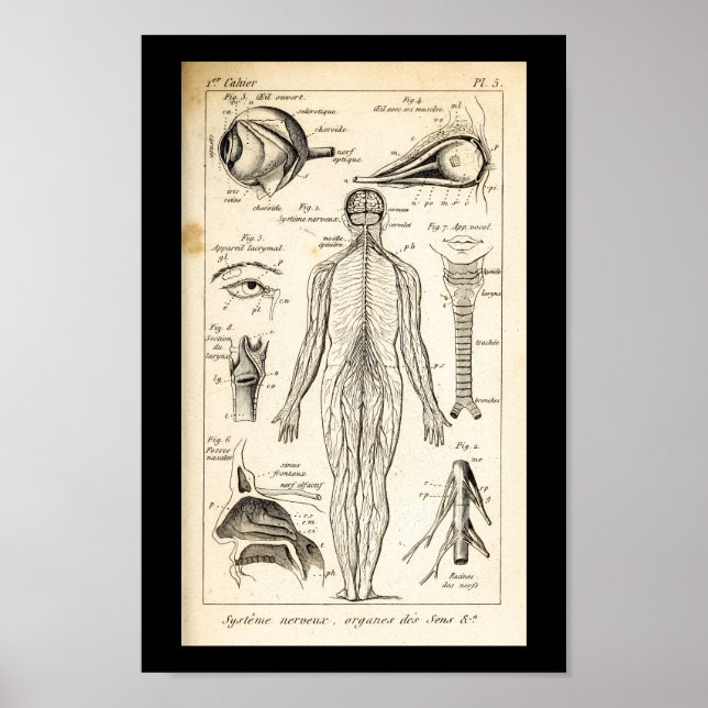 Impresión de anatomía de nervios humanos de 1844 v (Frente)
