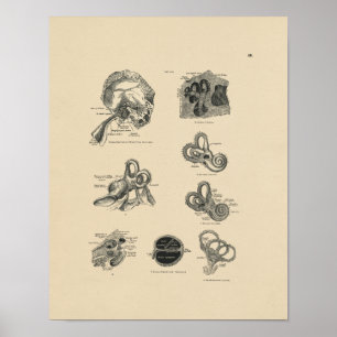 Impresión de anatomía de oido vintage 1880