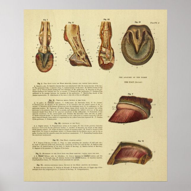 Impresión de anatomía de pezuña de caballo de 1900 (Frente)
