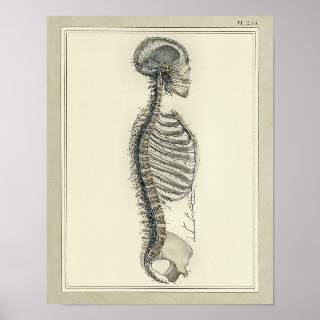 Impresión de anatomía de venas espinales de 1831 (Frente)