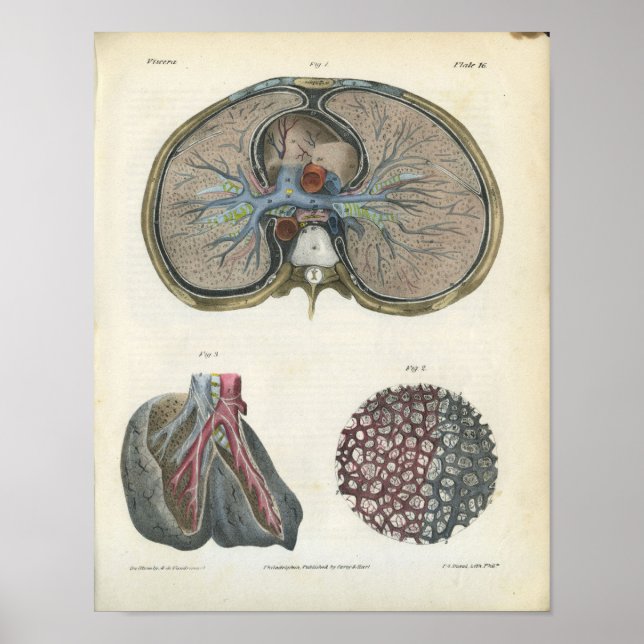 Impresión de Anatomía de Vintage de Lung Bronchi (Frente)