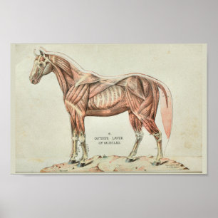 Impresión de anatomía de vintage del músculo del c