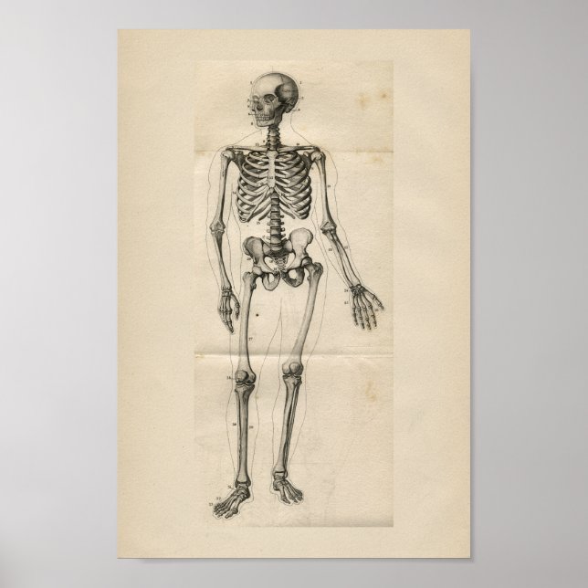 Impresión de anatomía de vintage para esqueletos h (Frente)