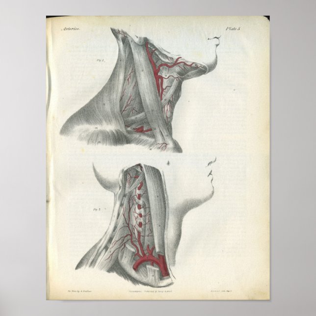 Impresión de anatomía del cuello de las arterias v (Frente)