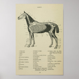 Impresión de anatomía esquelética de caballos