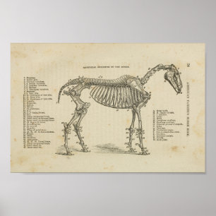 Impresión de anatomía esquelética de caballos