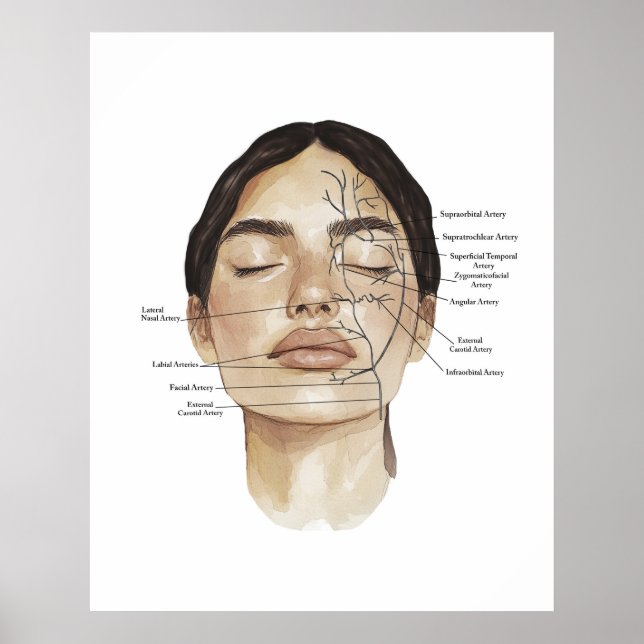 Impresión de Anatomía Facial 3 (Frente)