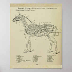 Impresión de anatomía interna de caballo