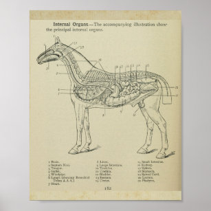 Impresión de anatomía interna de caballo