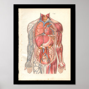 Impresión de anatomía interna humana vintage