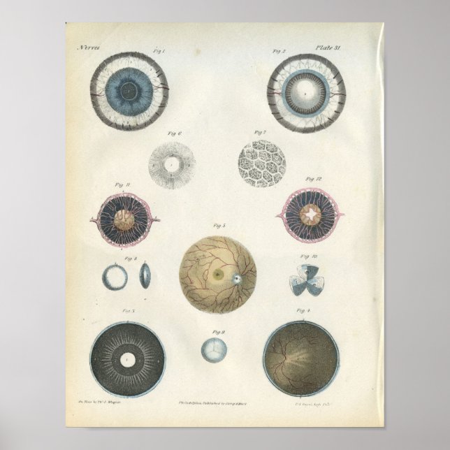 Impresión de anatomía interna ocular humana (Frente)