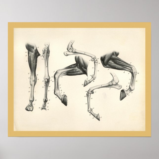 Impresión de anatomía muscular de los huesos de la (Frente)