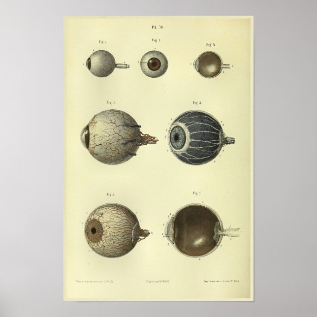 Impresión de anatomía ocular humana de 1866 (Frente)