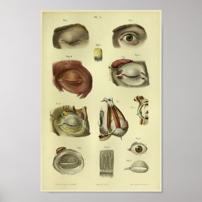 Impresión de anatomía ocular humana de 1866 (Frente)