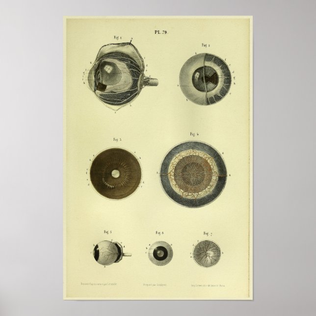 Impresión de anatomía ocular humana de 1866 (Frente)