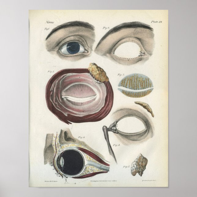 Impresión de anatomía ocular vintage (Frente)