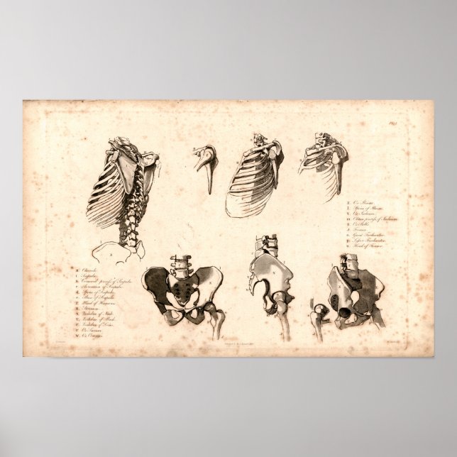 Impresión de anatomía ósea ósea ósea 1833 (Frente)