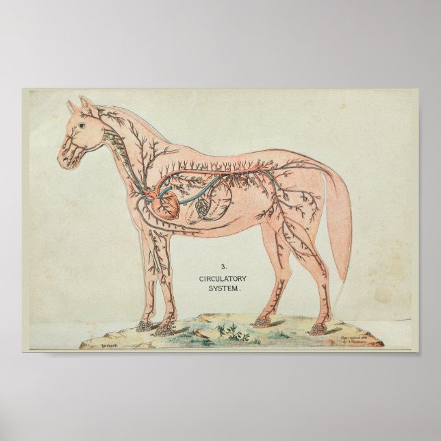 Impresión de anatomía vena de las arterias del cor (Frente)