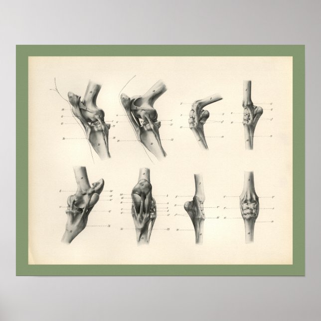 Impresión de anatomía veterinaria de huesos de pie (Frente)