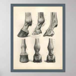 Impresión de anatomía veterinaria de la pezuña de 