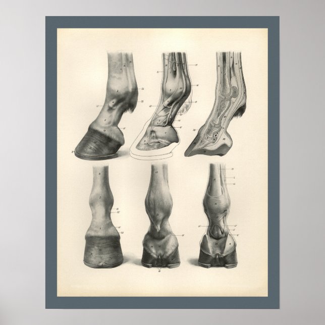 Impresión de anatomía veterinaria de la pezuña de  (Frente)