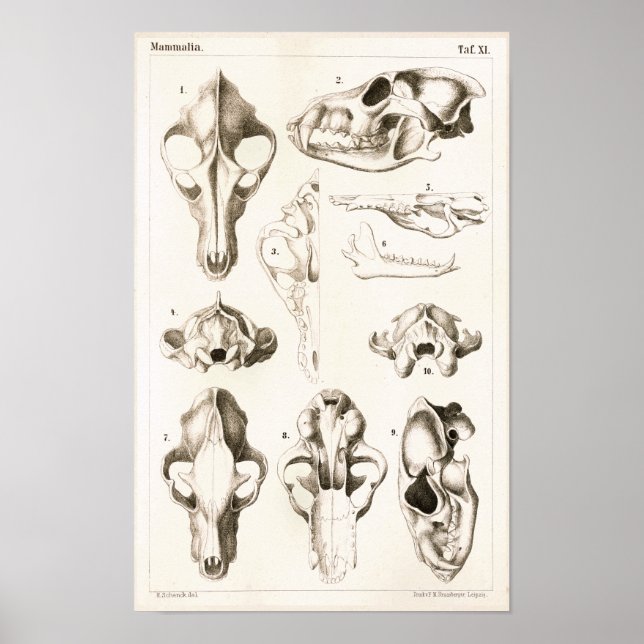 Impresión de anatomía veterinaria de Wolf y Fox Sk (Frente)