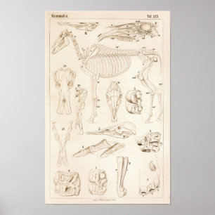Impresión de anatomía veterinaria en esqueleto de