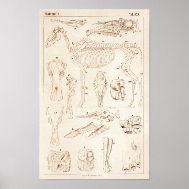 Impresión de anatomía veterinaria en esqueleto de  (Frente)