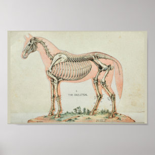 Impresión de anatomía vintage de esqueleto de caba