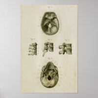Impresión de anatomía vintage de huesos de vertebr