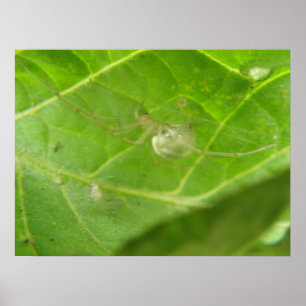 Impresión de araña pequeña
