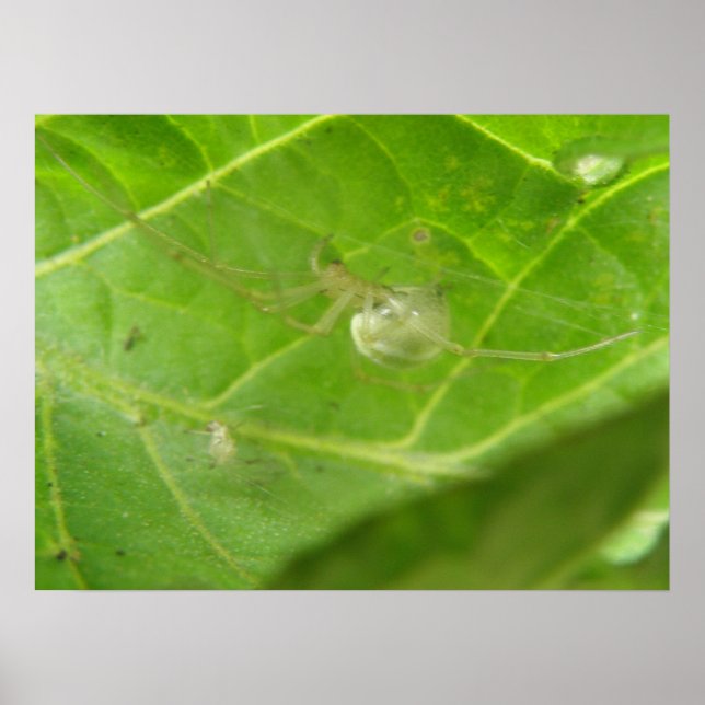 Impresión de araña pequeña (Frente)