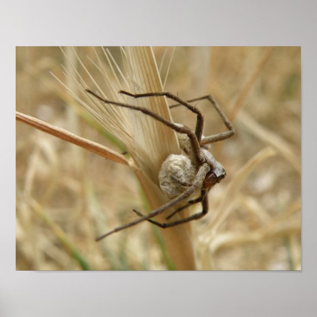 Impresión de araña y saco de huevos (Frente)