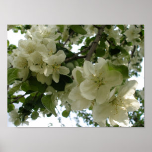 Impresión de árbol de manzanas en flor