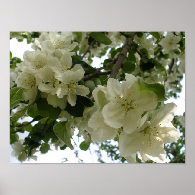 Impresión de árbol de manzanas en flor (Frente)