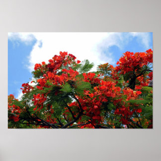 Impresión de árbol florido real de Poinciana
