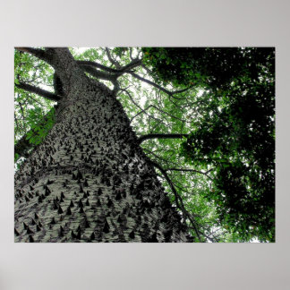 Impresión de árbol KapoK