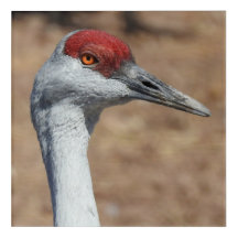 Impresión de arte acrílico en grúa de arena